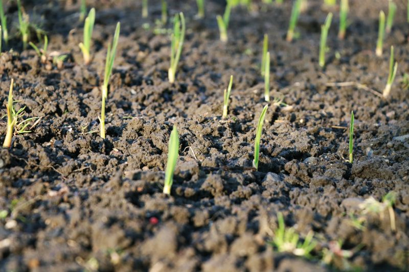 Commercial Landscapings in Spring