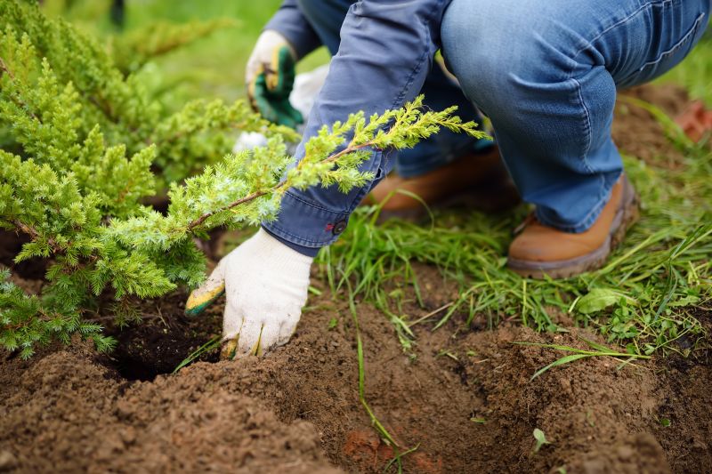 Dogwood Tree Planting in Ventura County, CA