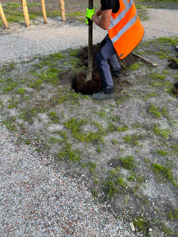 Ornamental Tree Planting in Ventura County, CA