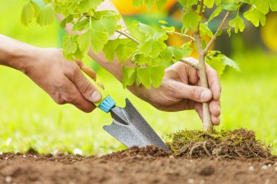 Ornamental Tree Planting in Honolulu, HI