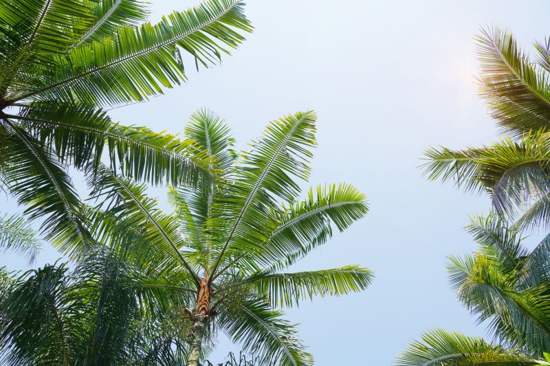 Palm Tree Planting in Honolulu, HI